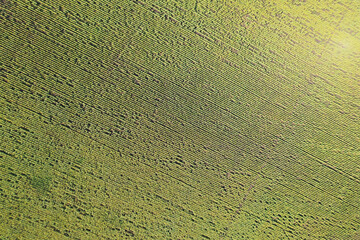 Field of blooming sunflowers. Top view.