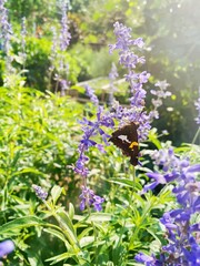 Butterfly on salvia