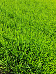 it is summer Green rice field.