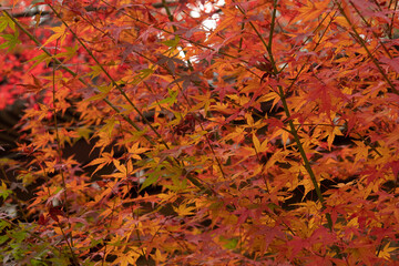 red leaves