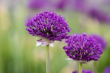 purple flowers