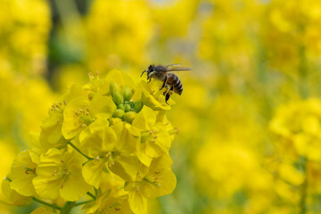 bee on yellow flower