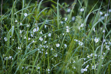 the summer meadow