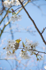 bird on a branch