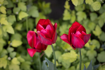 red tulips in spring