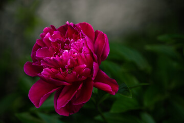 flowers in the garden