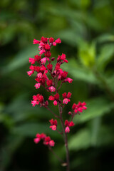 red flowers in the garden