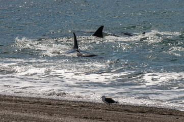 Orca hunting sea lions, Peninsula Valdes, Unesco World Heritage Site, Chubut Province, Patagonia Argentina.