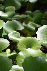 lotus flower in the garden