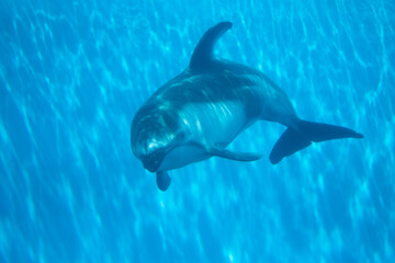 Obraz premium dolphin in the water