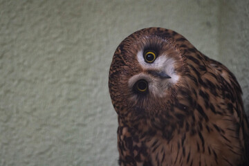 great horned owl