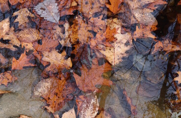 Creek Water Autumn Leaves Reflection