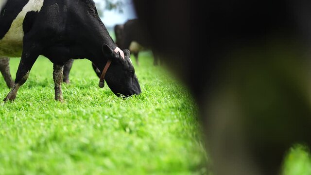 Dairy Cows grassing on green grass in spring, in Australia.