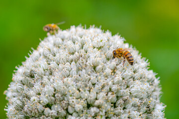 Honeybee surching for nectar on flowers from an onion