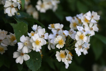 weisse Blüten einer Obst Pflanze im Frühling