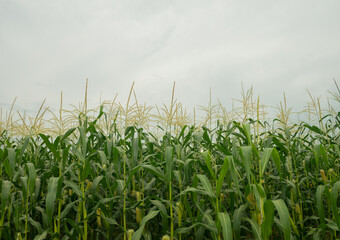 Corn fields beautiful natural view rainy season
