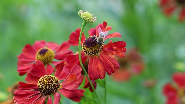 Bumble bee on Helenium flower red