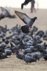 Fototapeta premium pigeons on the beach and the people around those birds