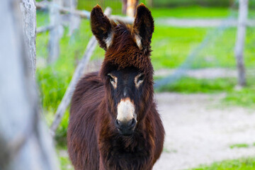 Fototapeta premium Brown Donkeys Farm Animal close up, cute funny pets background