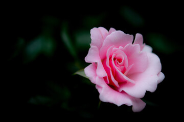 pink rose on black