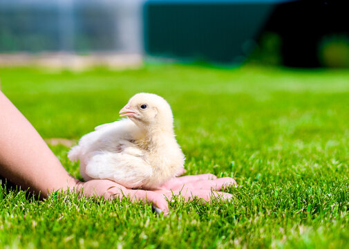 A small broiler chicken is sitting on women's palm. Sunny lawn against the background of a greenhouse. Gallus callus domestics. Shallow depth of field. Space for text.
