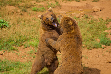 Brown Bears Fighting in Nature