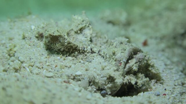 Demon Stinger (Inimicus didactylus) close up on sand