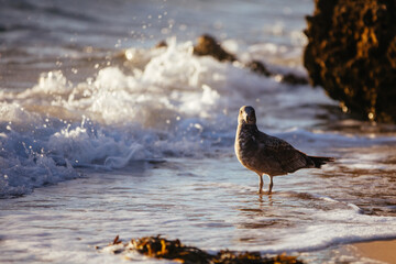 Seagull Eating Fish in Australia
