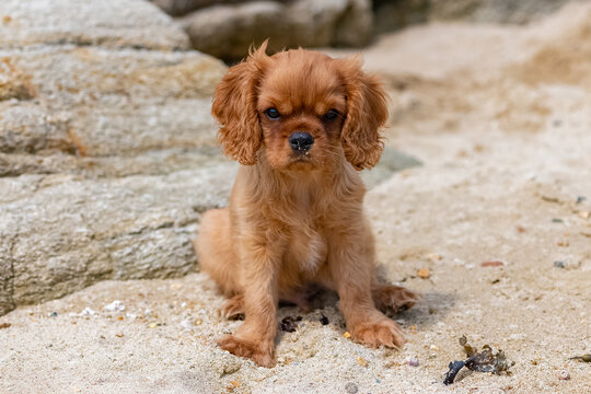 A dog cavalier king charles, a ruby puppy sitting on the beach
