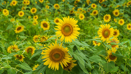 ひまわり畑と青空の背景画像