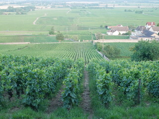 Vue entre les vignes en Bourgogne 