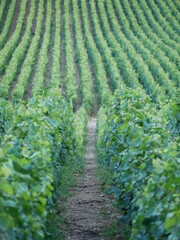 Vue entre les vignes de Bourgogne 