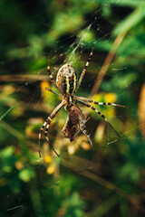 a large female striped spider sits in the center of the web and eats its grasshopper prey