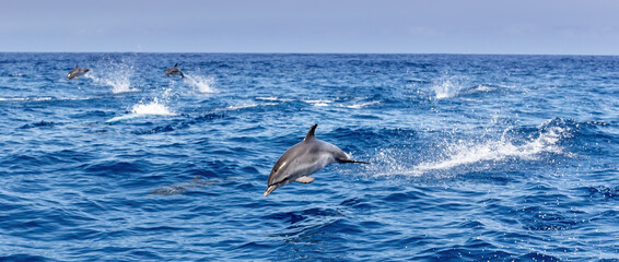Atlantic spotted dolphins jumping and leaping in the waves © David
