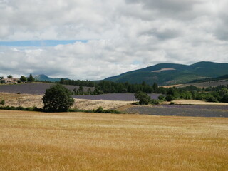 Champs de bl&eacute; et de lavande 