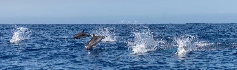 Fototapeten Atlantic spotted dolphins jumping and leaping in the waves © David