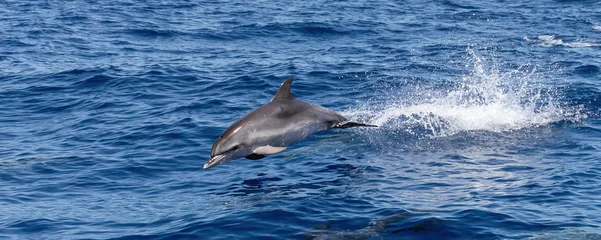 Foto auf Leinwand Atlantic spotted dolphins jumping and leaping in the waves © David