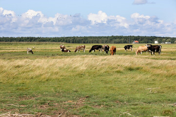 Piękny pejzaż z widokiem na pastwisko i pasące się krowy.  - obrazy, fototapety, plakaty