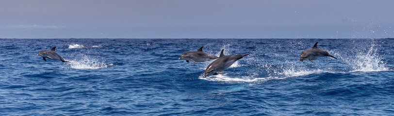 Atlantic spotted dolphins jumping and leaping in the waves