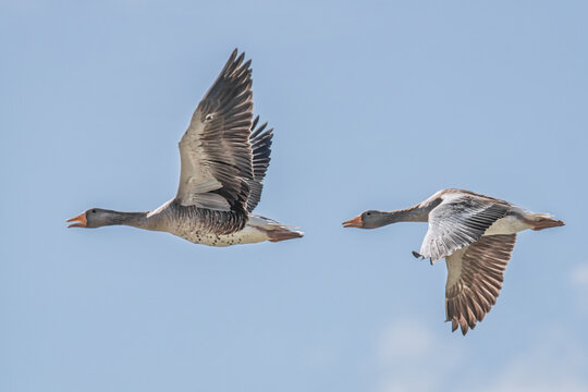Fliegende Wildg&auml;nse