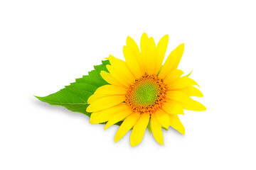 Blooming sunflower on a white background, sunflower isolate