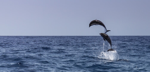 Atlantic spotted dolphins jumping and leaping in the waves © David