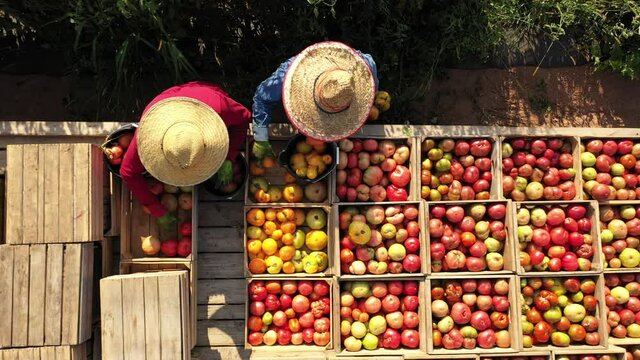 Closeup overhead view of men with straw hats and sorting tomatoes on a flatbed in a tomato field at sunrise.