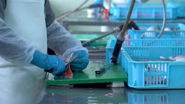 Cutting salmon fillets at a fish factory. Close-up of a worker's hand in blue rubber gloves washing salmon fillets and trimming the fins with a knife. Production of fish products.
