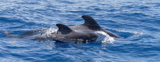 Pilot whales: mother and calf
