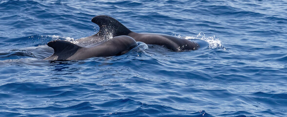 Obraz premium Pilot whales: mother and calf