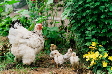 Mother hen with chicks walks in the green yard in the village. Soft selective focus.