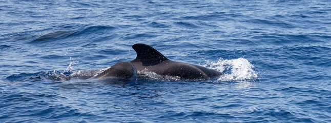 Fototapeta premium Pilot whales: mother and calf