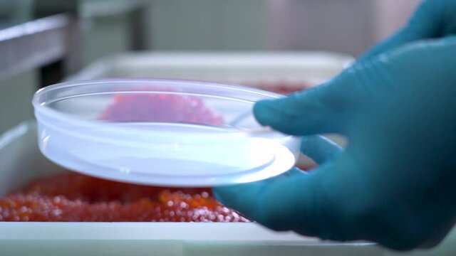 Hands in blue protective gloves fill the container with red caviar. The packaging process for salmon caviar. A close-up of red caviar in a plastic container. 
