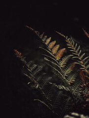 fern in the sun © Artur